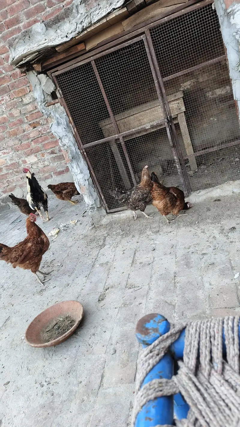 golden misri aando wali — photo 4