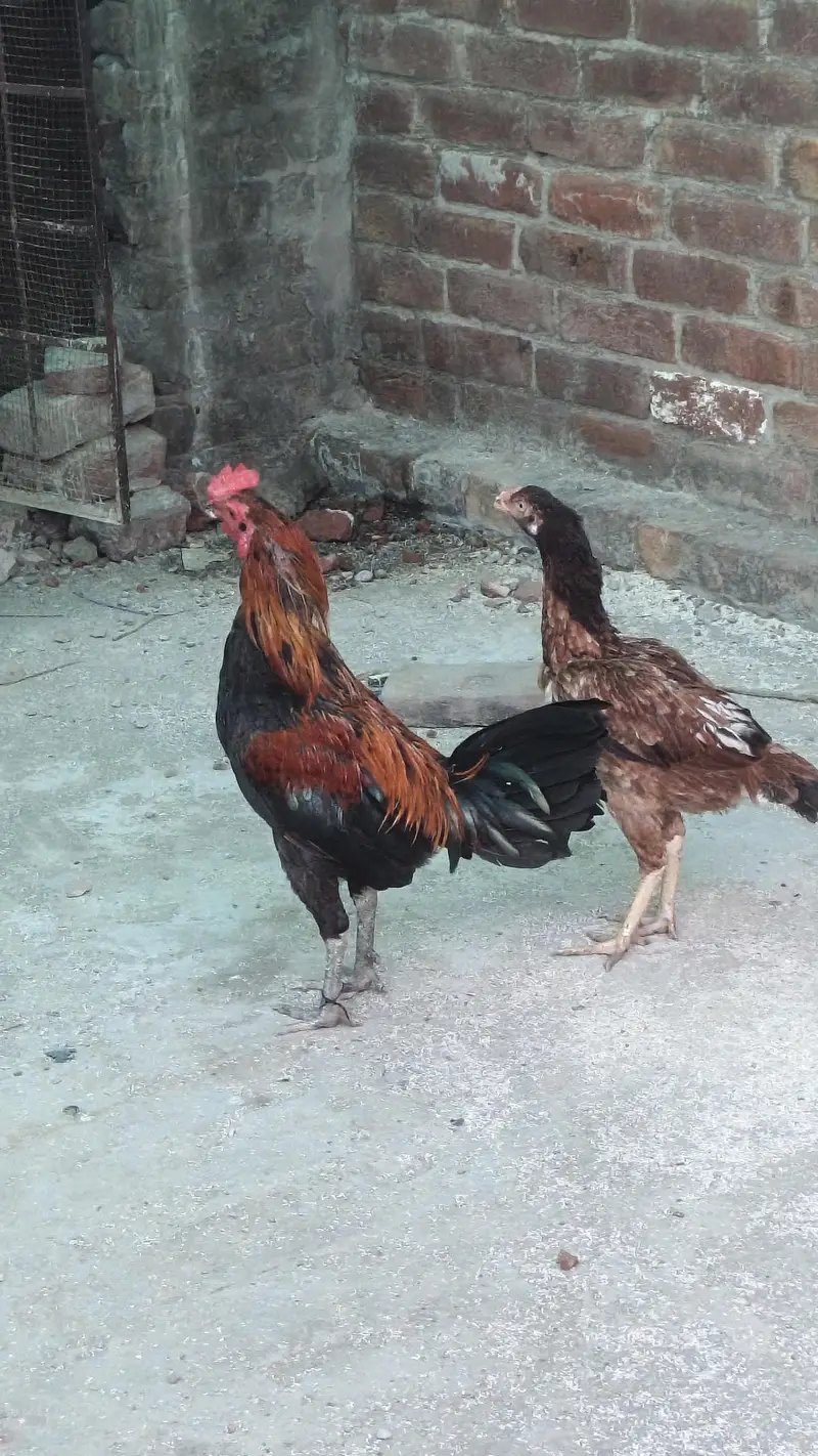 golden misri aando wali — photo 5
