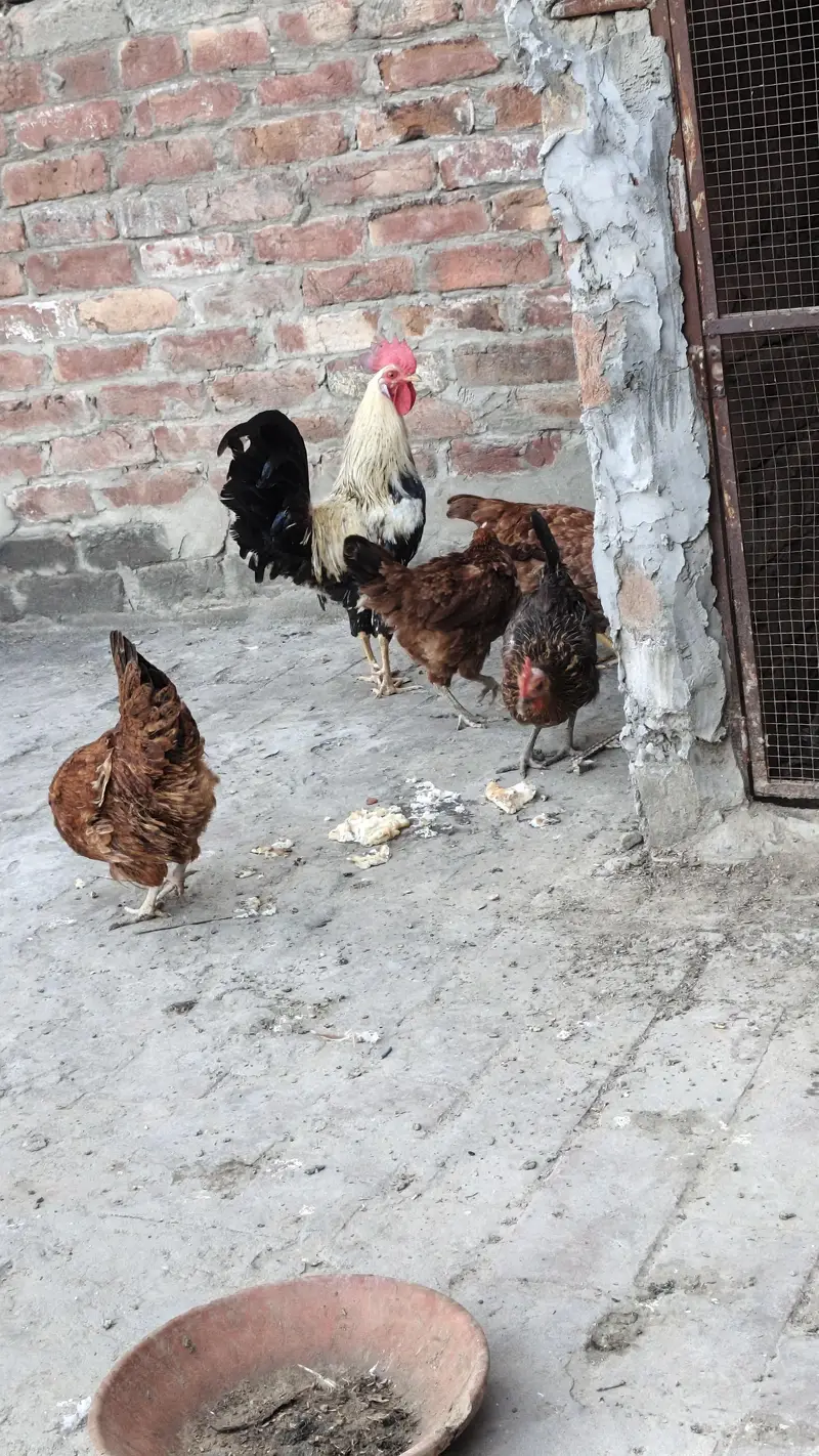 golden misri aando wali — photo 6