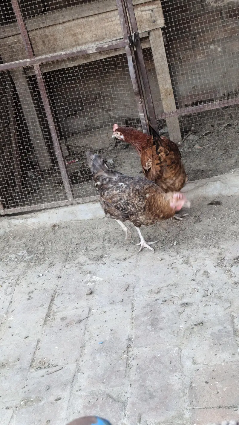 golden misri aando wali — photo 7