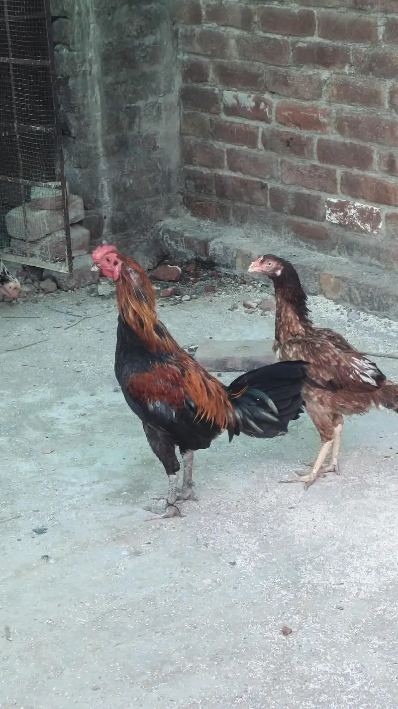 golden misri aando wali — photo 8