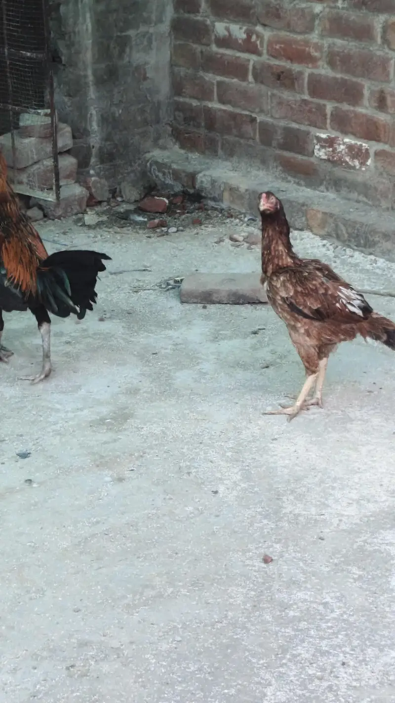 golden misri aando wali — photo 9