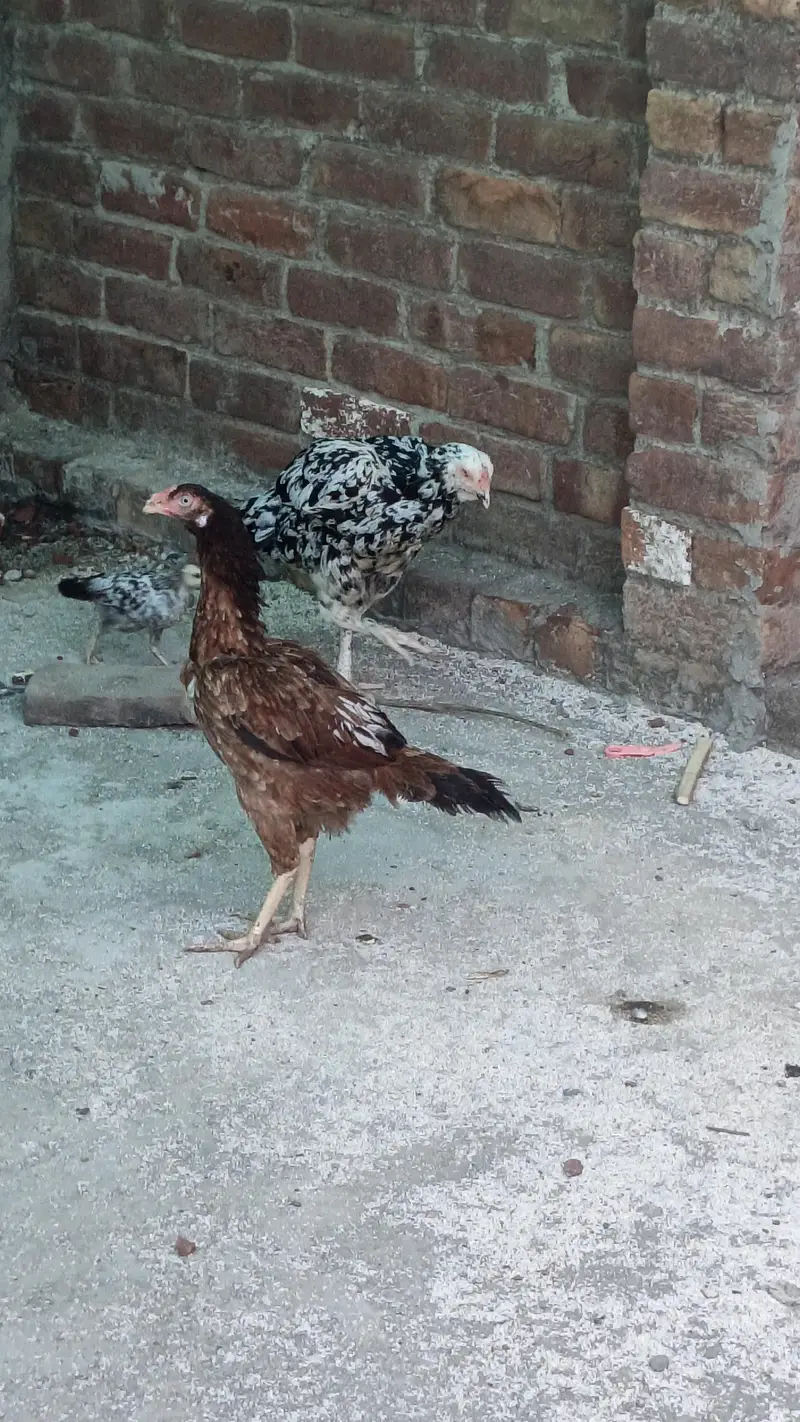 golden misri aando wali — photo 10