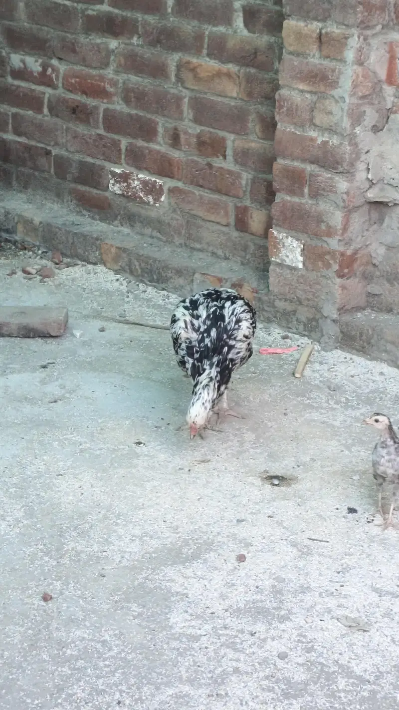 golden misri aando wali — photo 11