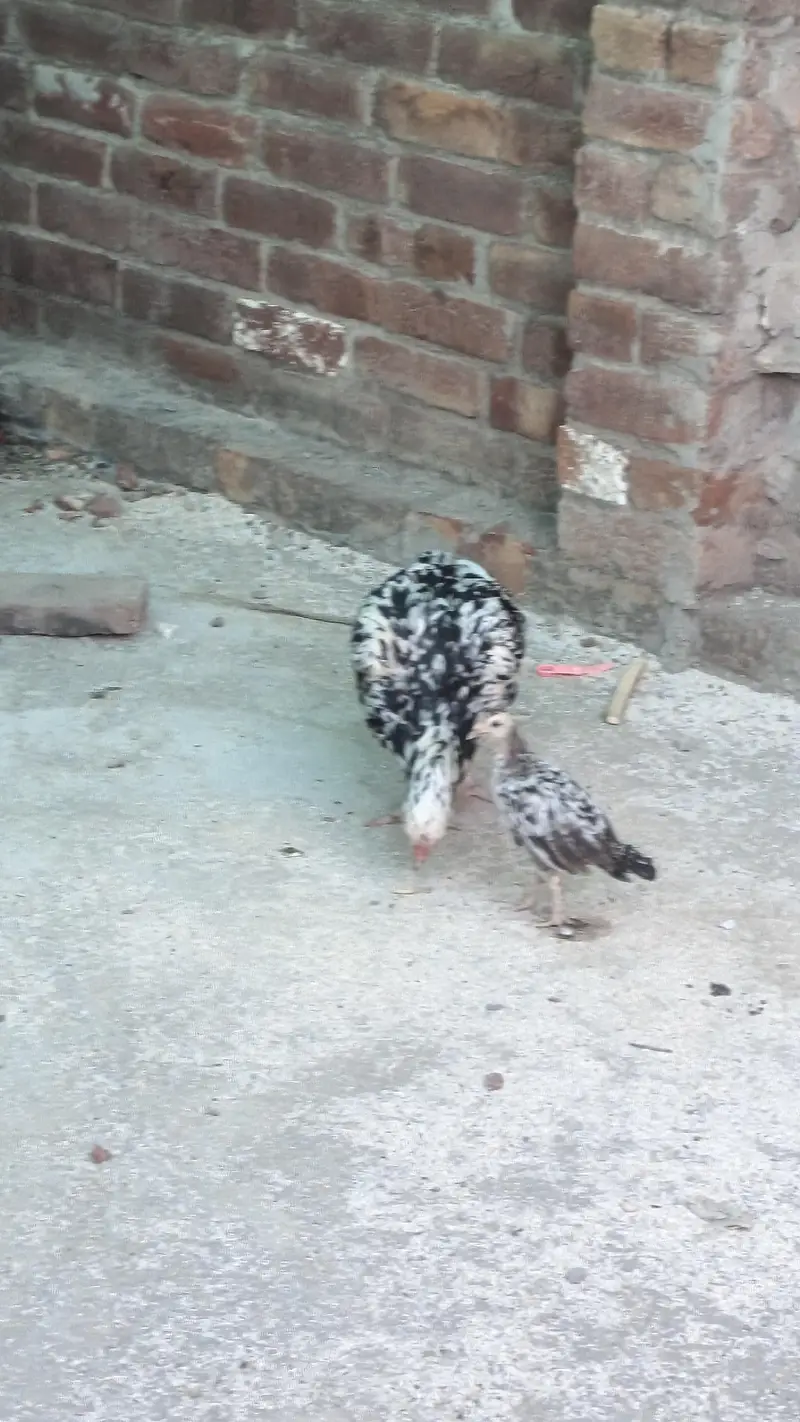 golden misri aando wali — photo 12