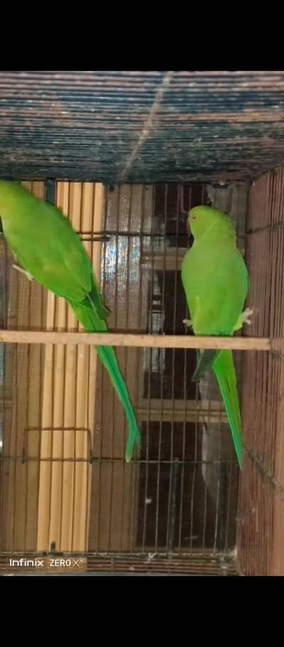 ringneck  03025368418