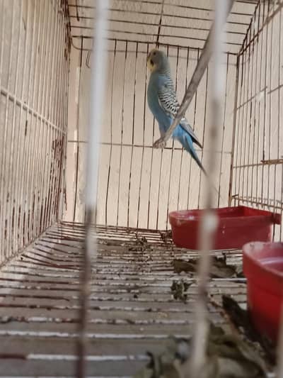 Blue male yellow head breader