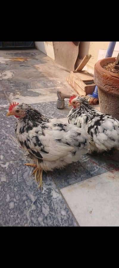 molted Cochin white bentom male available