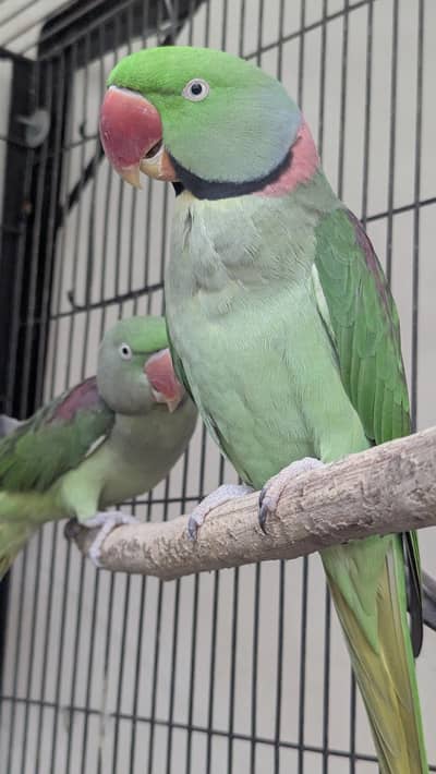 healthy active Raw Alexander parrot Pair