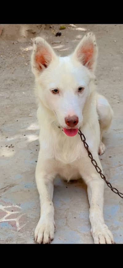 White husky Male Hair trimed
