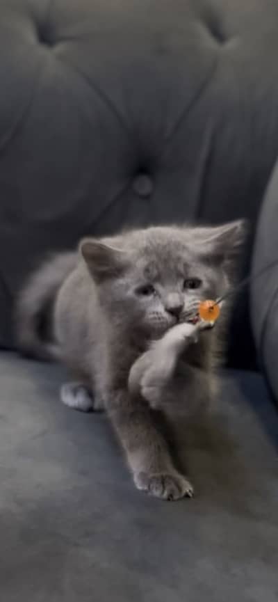 British Shorthair Male kitten