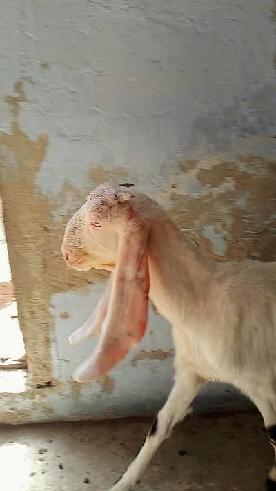 kamori bakri 3  gulabi  full active