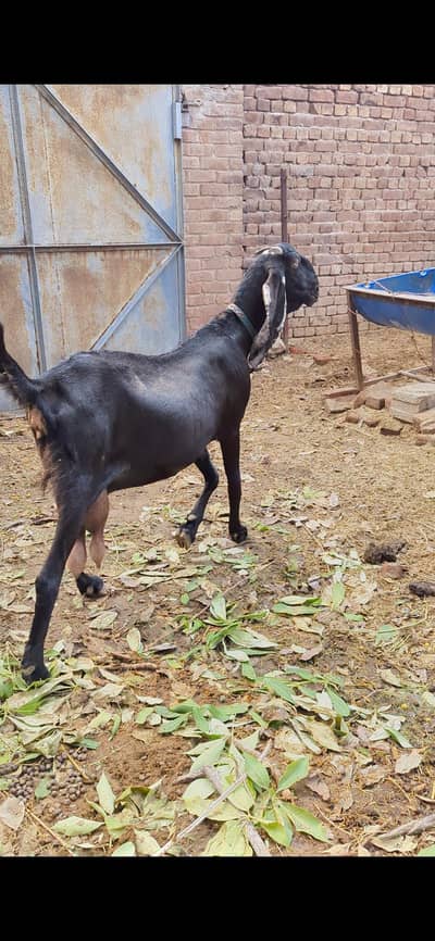 Beetal amritsari Bakri for sale