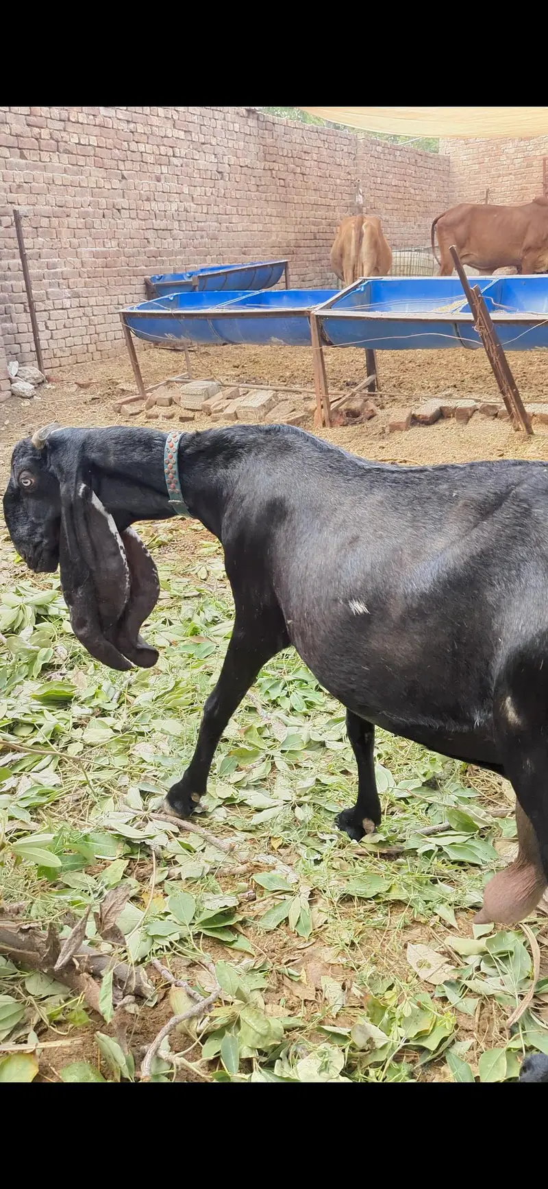 Beetal amritsari Bakri for sale — photo 2