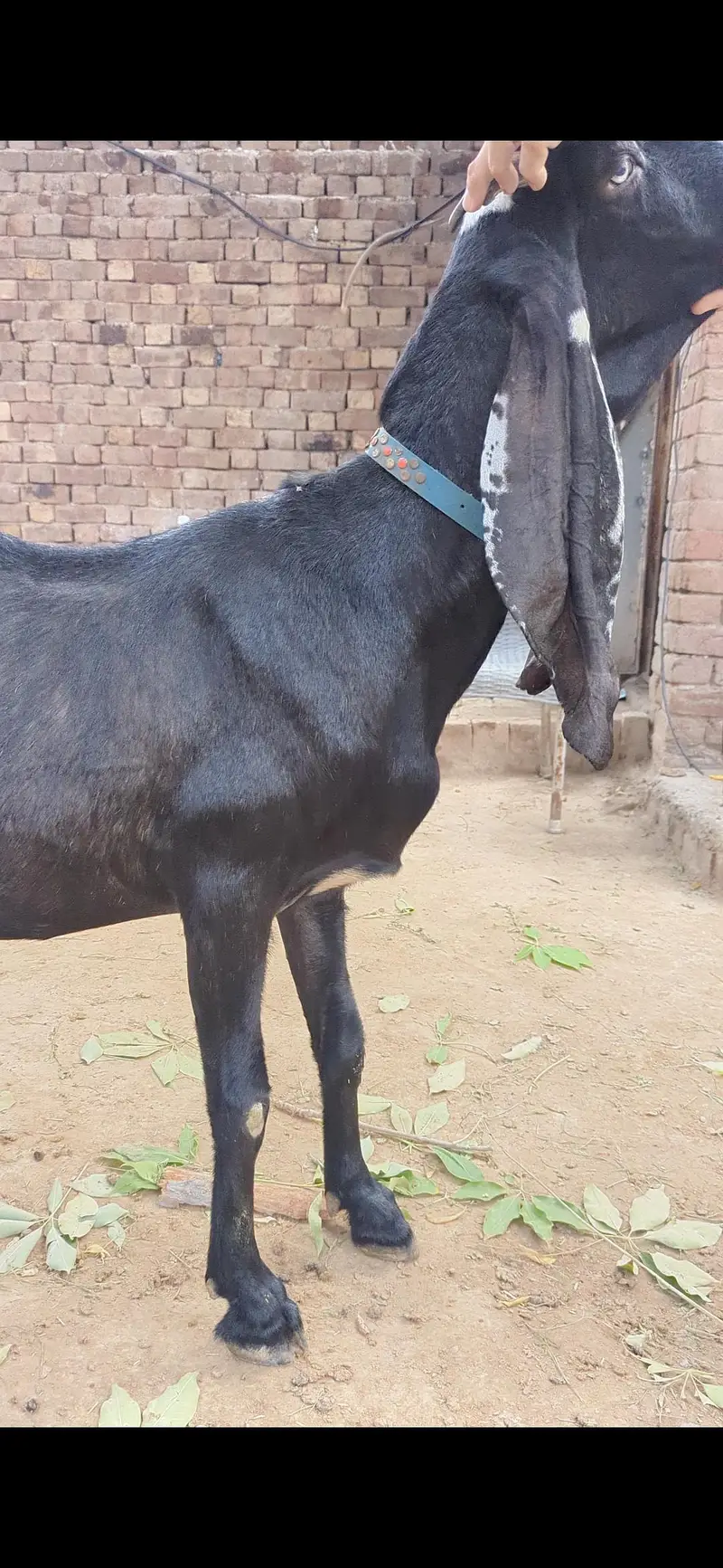 Beetal amritsari Bakri for sale — photo 3