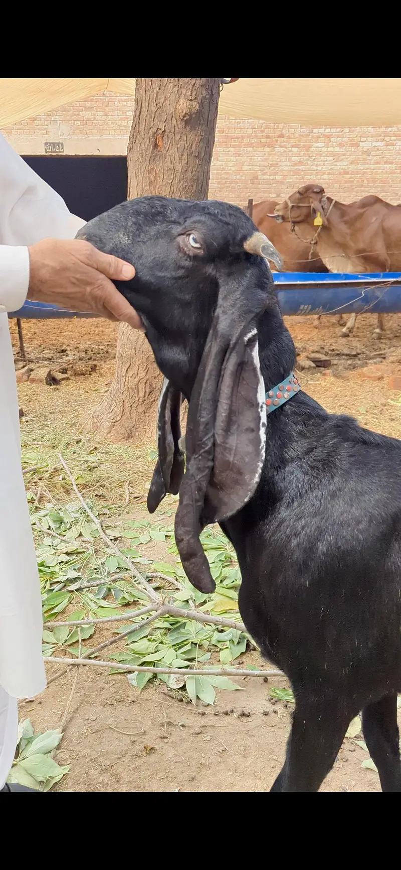 Beetal amritsari Bakri for sale — photo 4