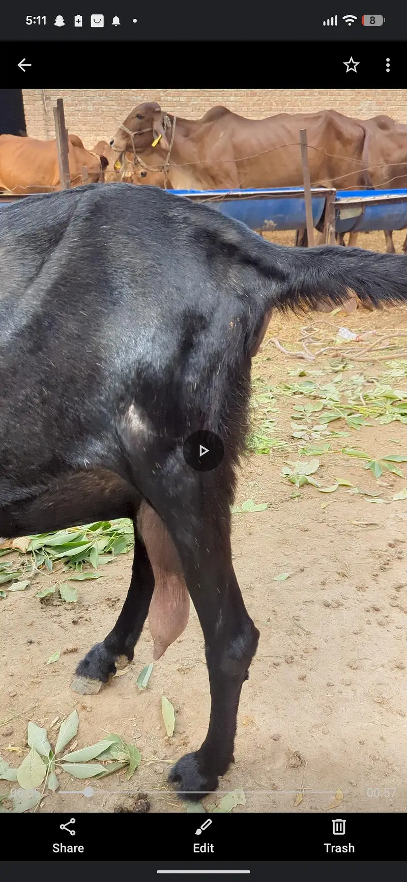 Beetal amritsari Bakri for sale — photo 5