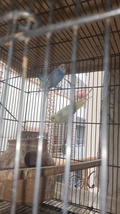 2 pair birds hi wo me sale kar rah ho jis bahi ko chai hi