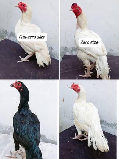 Heera birds