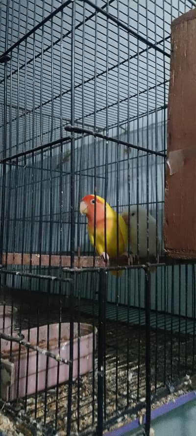 cage with birds