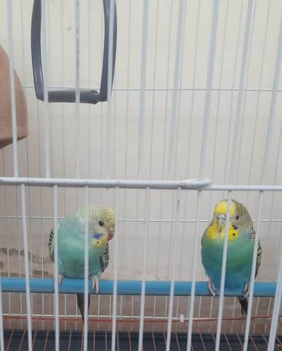 Australian budgies