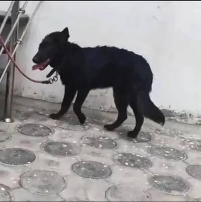 Top Quality Female Double coat Full active
