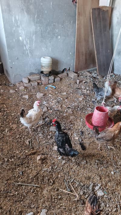 golden misri hen