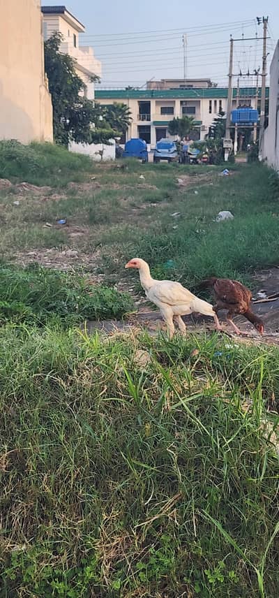 aseel male 2 cross with white murghaa and saletii murghi