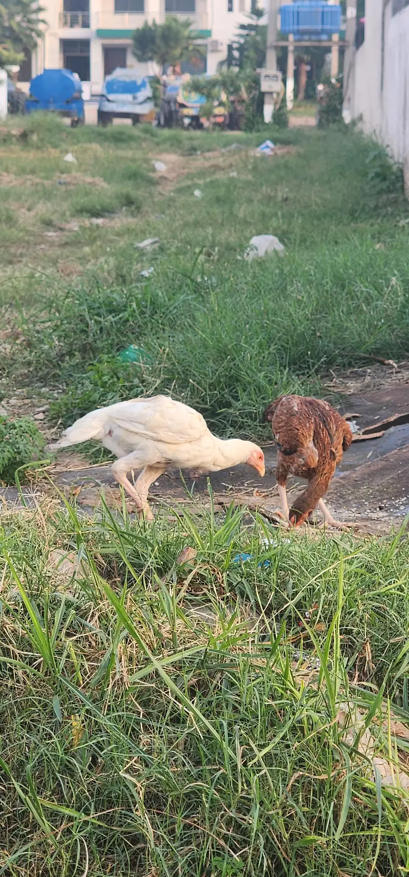 aseel male 2 cross with white murghaa and saletii murghi — photo 2
