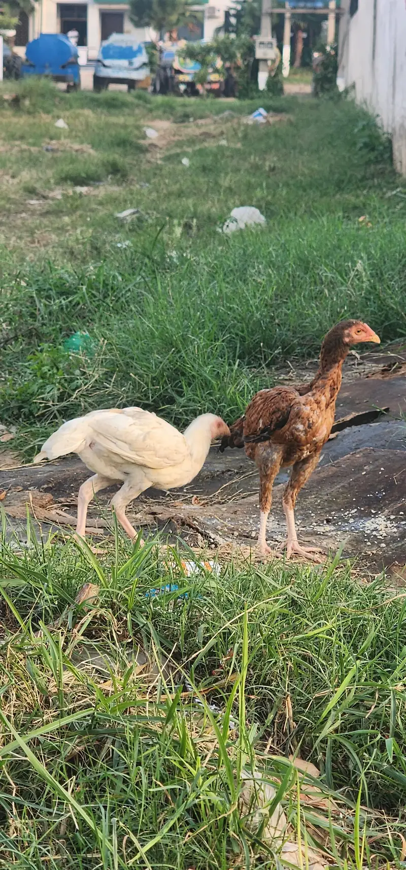 aseel male 2 cross with white murghaa and saletii murghi — photo 3