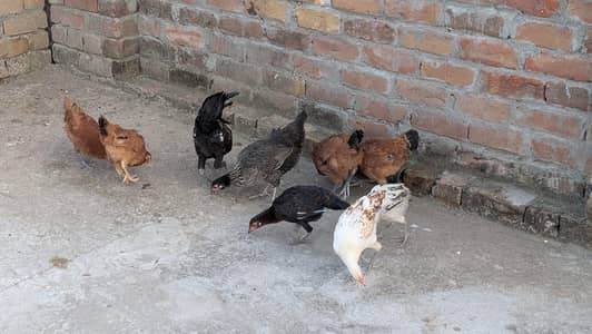 Golden misri for sale almost 6 months