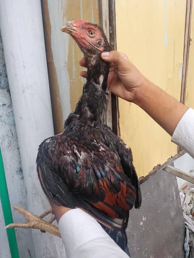 aseel patha urgent for sale