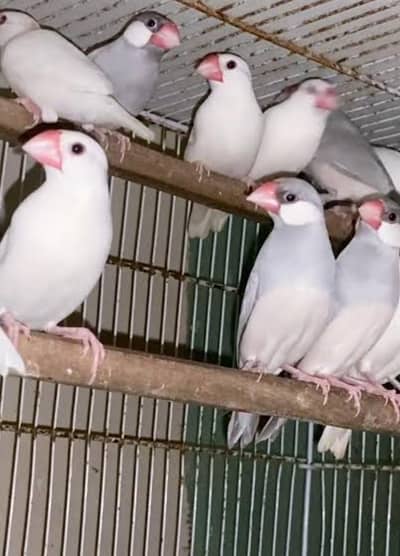 White Java, Silver Java, Fawn Java, Finches