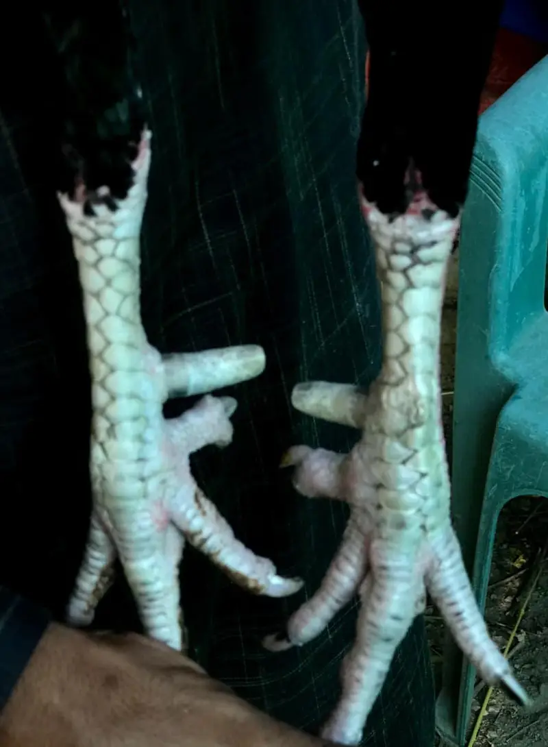 Snake eye breeder — photo 6