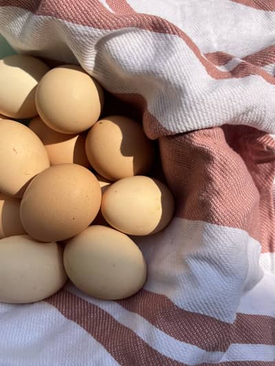 Desi eggs for sale