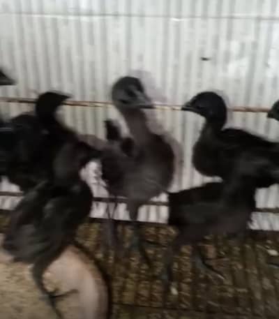 Indonesian Ayam cemani chicks