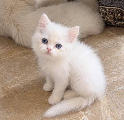 kitten