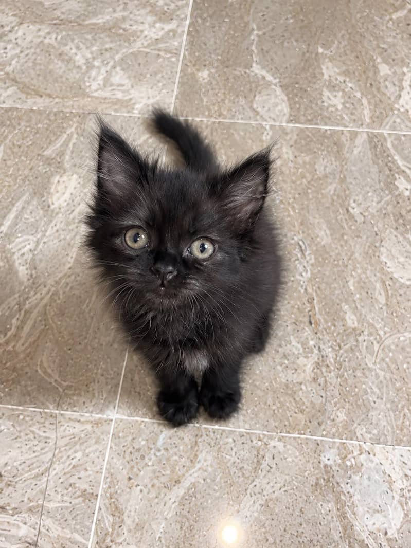 kitten 1