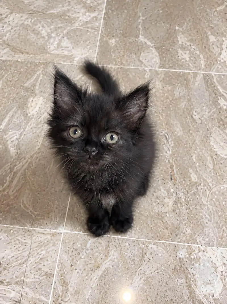 kitten — photo 2