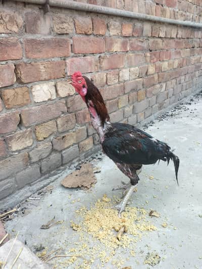 black aseel pair