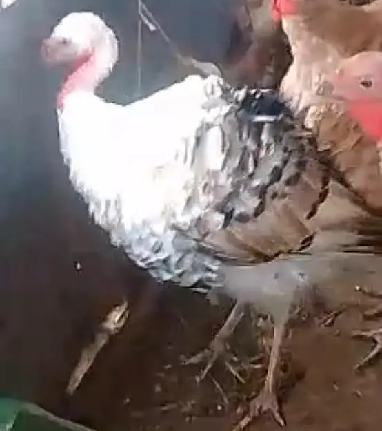 Turkey Piet Male — photo 2