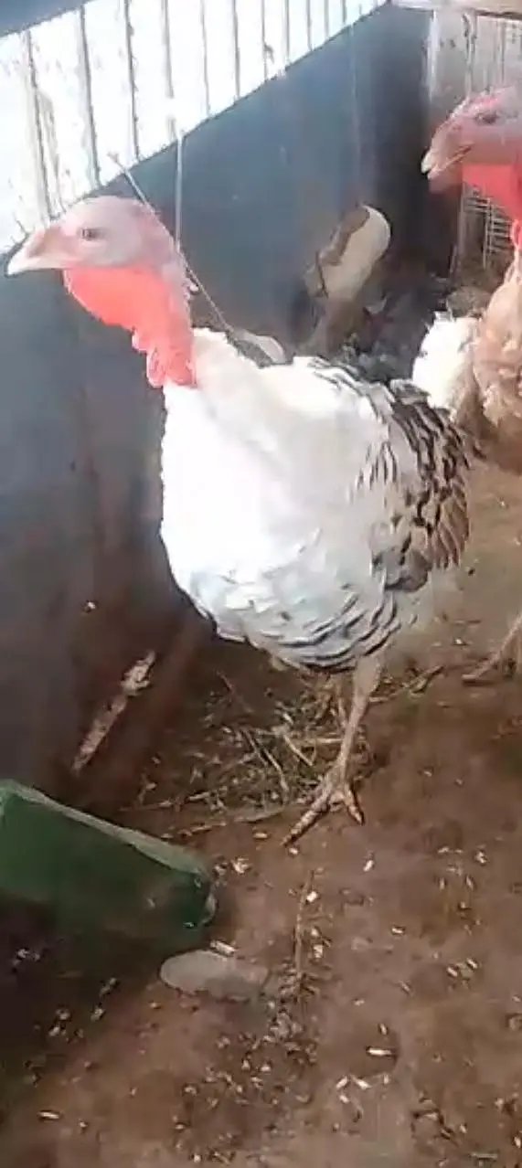 Turkey Piet Male — photo 3