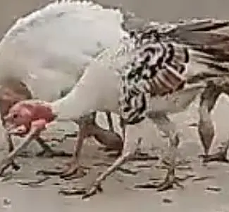 Turkey Piet Male — photo 4