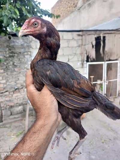 Aseel Thai hen