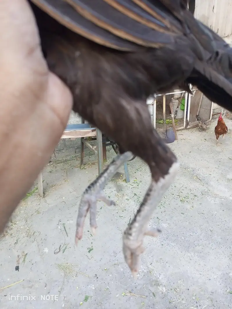 Aseel Thai hen — photo 2