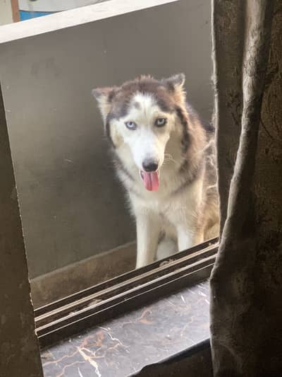 wolf long coat sibirian husky female very friendly and trained