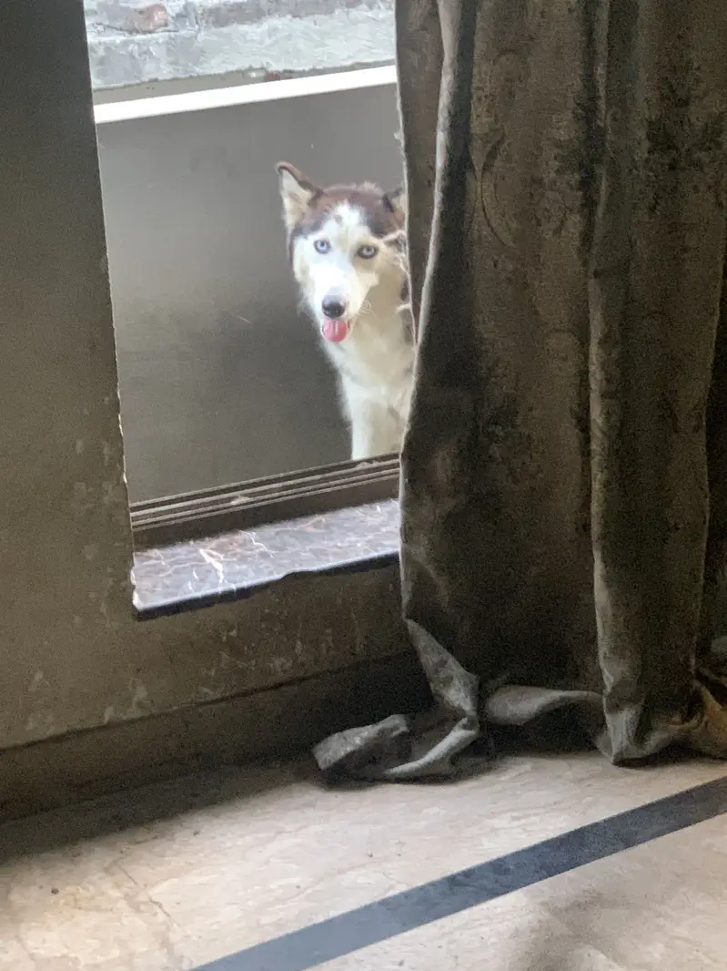 wolf long coat sibirian husky female very friendly and trained — photo 2