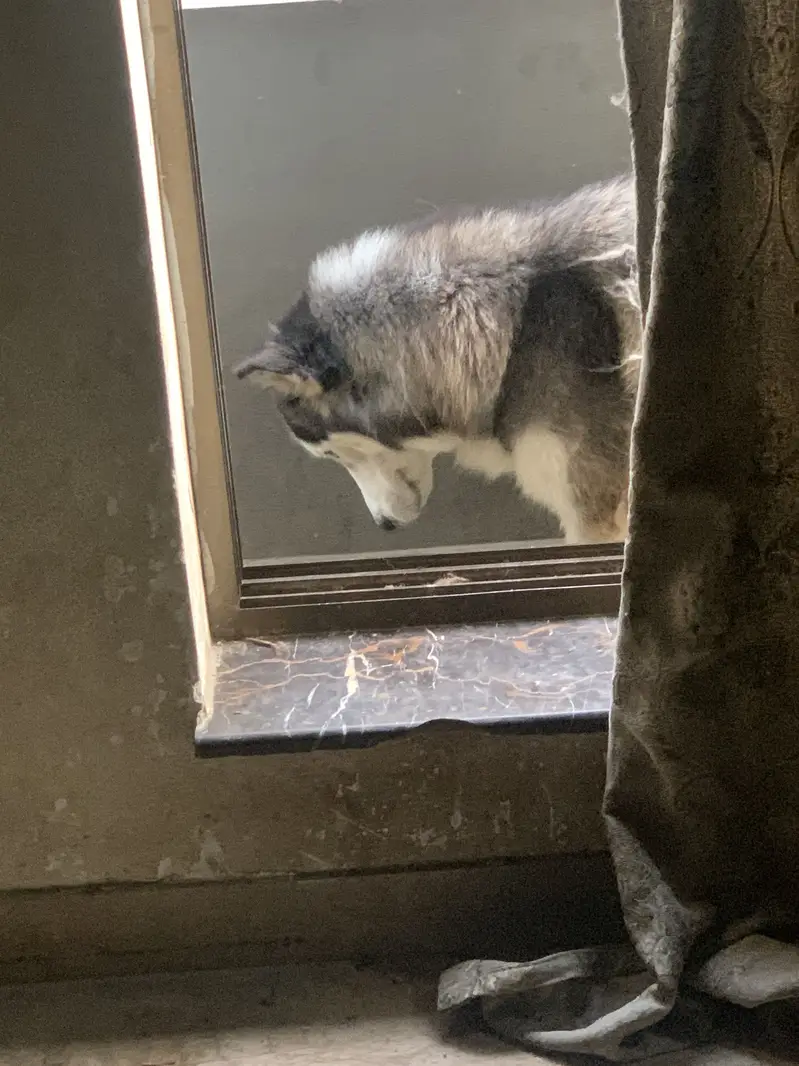 wolf long coat sibirian husky female very friendly and trained — photo 3