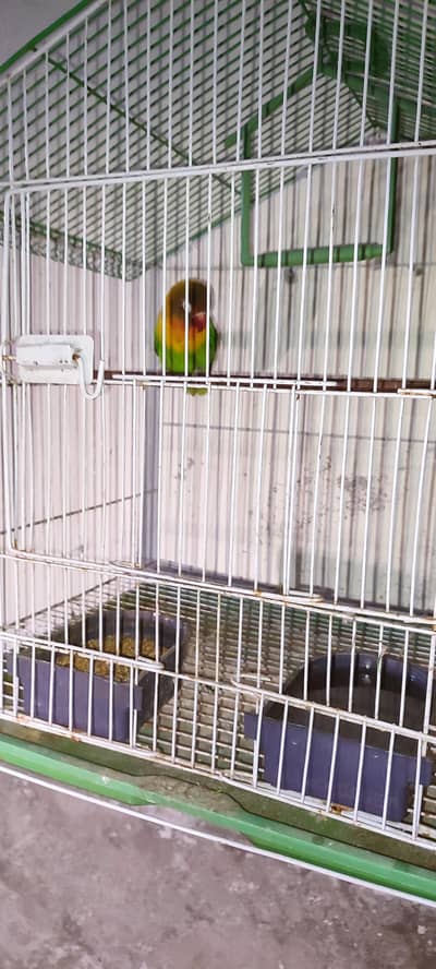 1 piece female with cage new condition cage