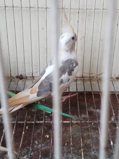 cocktail breeder pair